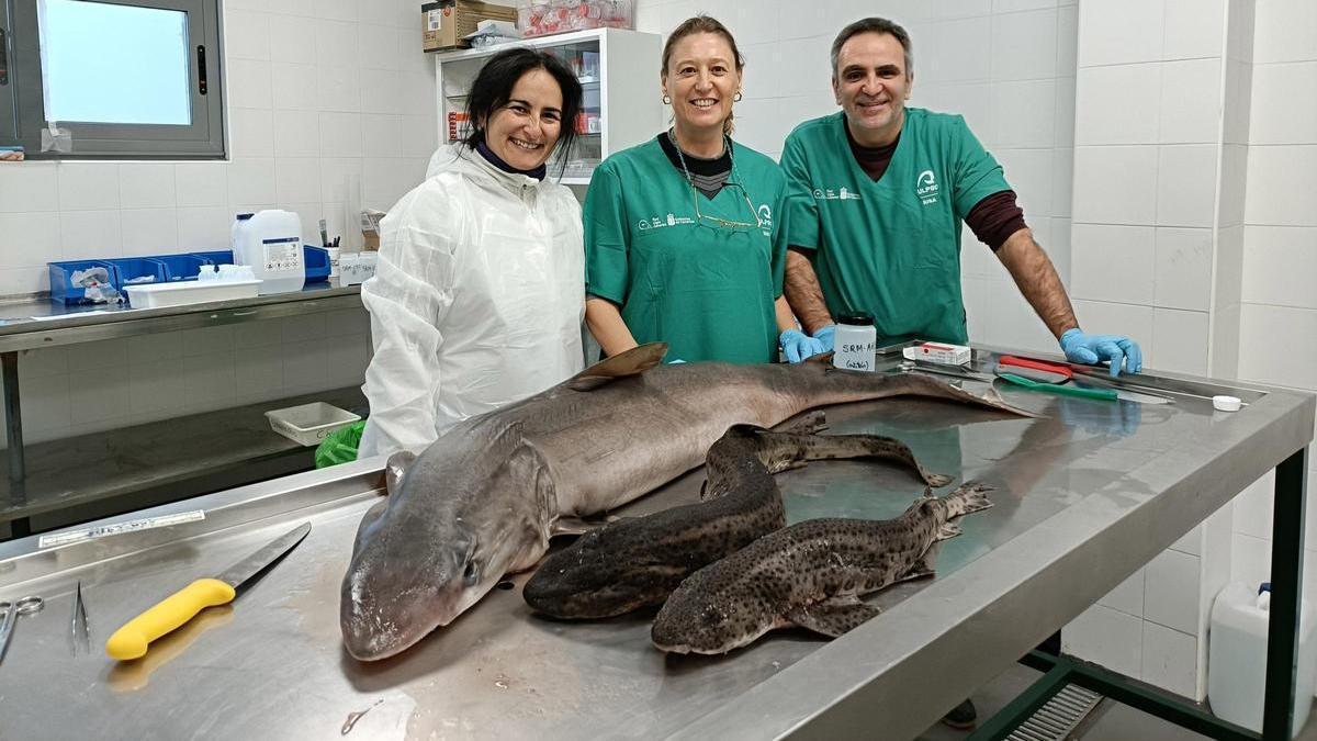 Laura Miralles (izquierda), María José Caballero y Ayoze Castro, n las instalaciones del Centro de Recuperación de Fauna Silvestre de Oviedo, realizando la necropsia reglada de ejemplares de cazón y alitán.