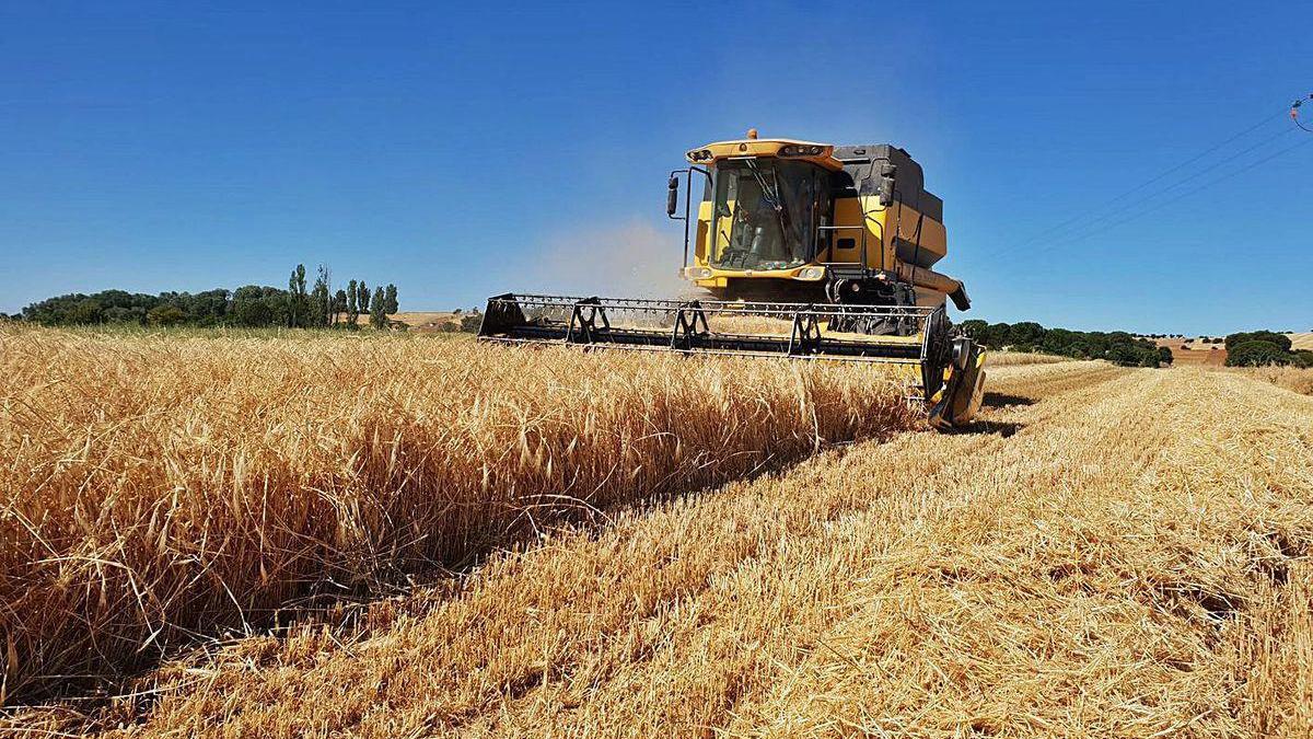 Una máquina cosechando una parcela de cereal en la Tierra del Vino.