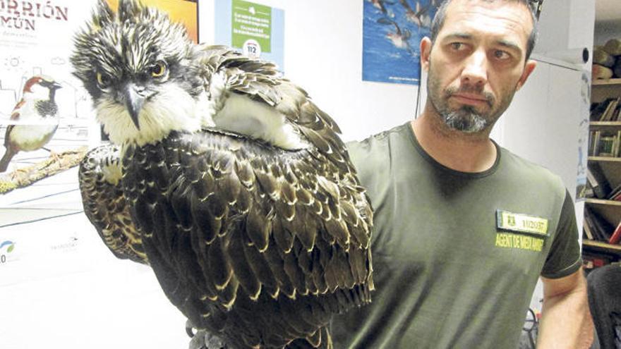 Un agente de Medio Ambiente sostiene al águila pescadora rescatada.