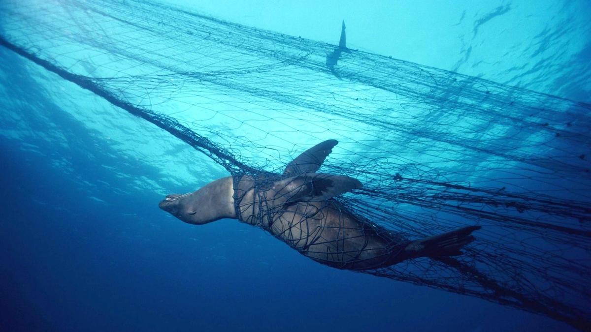 REDES DE DERIVA | Denuncian que España importa pescado capturado ilegalmente con las ‘cortinas de la muerte’