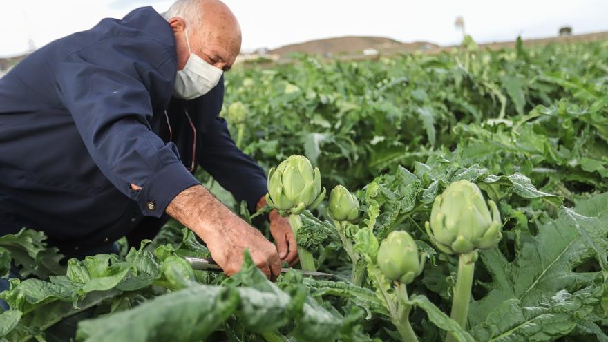 La huerta de la Vega Baja del Segura, un paisaje para comérselo