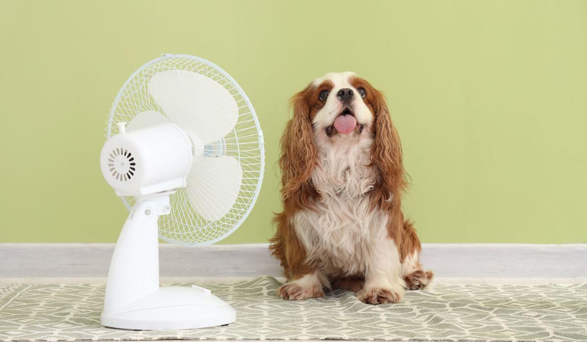 Los veterinarios coinciden: este es el error que muchos cometen al intentar proteger a su perro de un golpe de calor