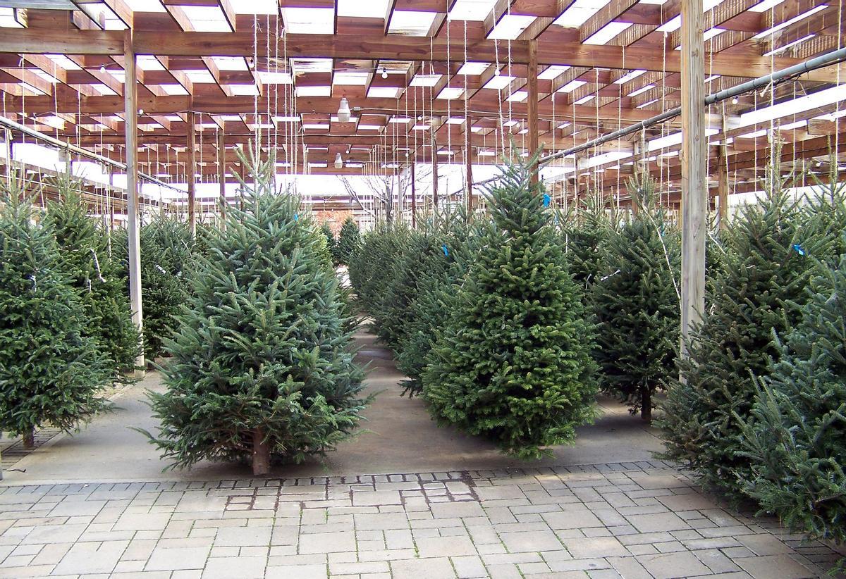 Plantación de abetos para Navidad.