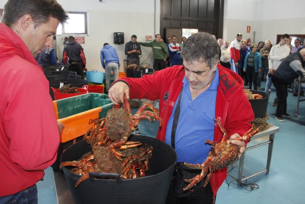 Apertura de la veda de la centolla en O Morrazo