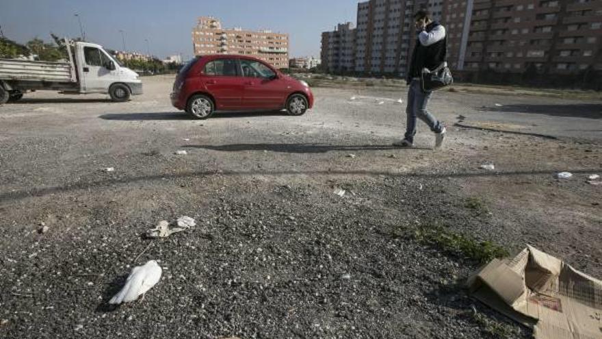 Denuncian la muerte de palomas envenenadas