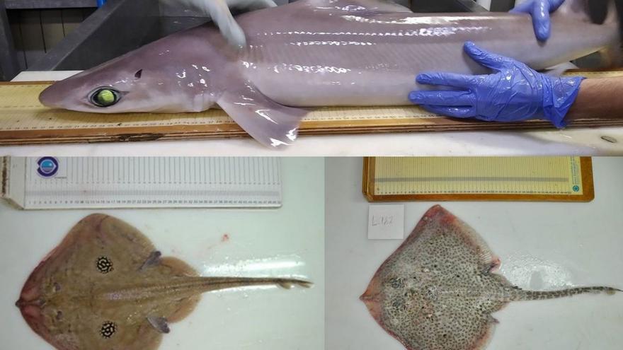 Tiburón Centrophorus uyato (arriba). Raya de lunares y raya de clavos. | COB (IEO, CSIC)