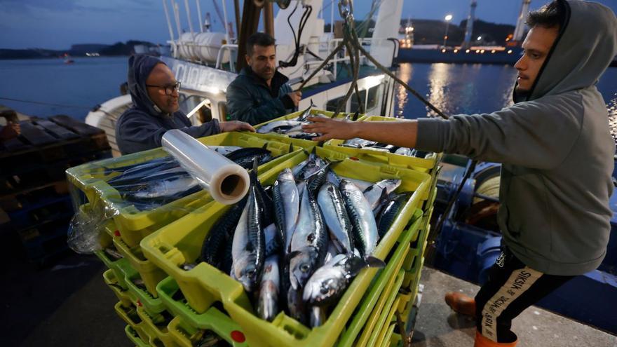 Una descarga de xarda en el muelle pesquero avilesino. | MIKI LÓPEZ