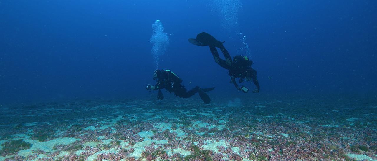 Buceadores que colaboran en el proyecto Mac-Rodo, en un hábitat de rodolitos en Madeira.