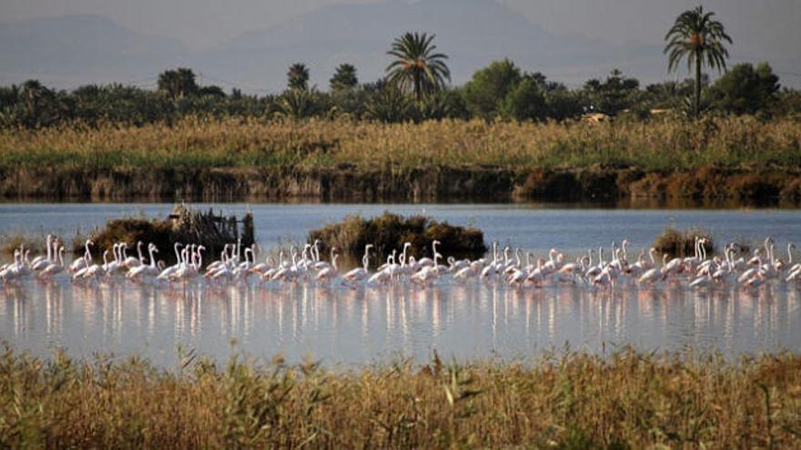 Fofografía facilitada por la Consellería de Medio Ambiente del parque natural de El Hondo, en la provincia de Alicante,que ha triplicado su población reproductora, con 6.452 parejas en 2012, frente a las 2.169 de 2011.