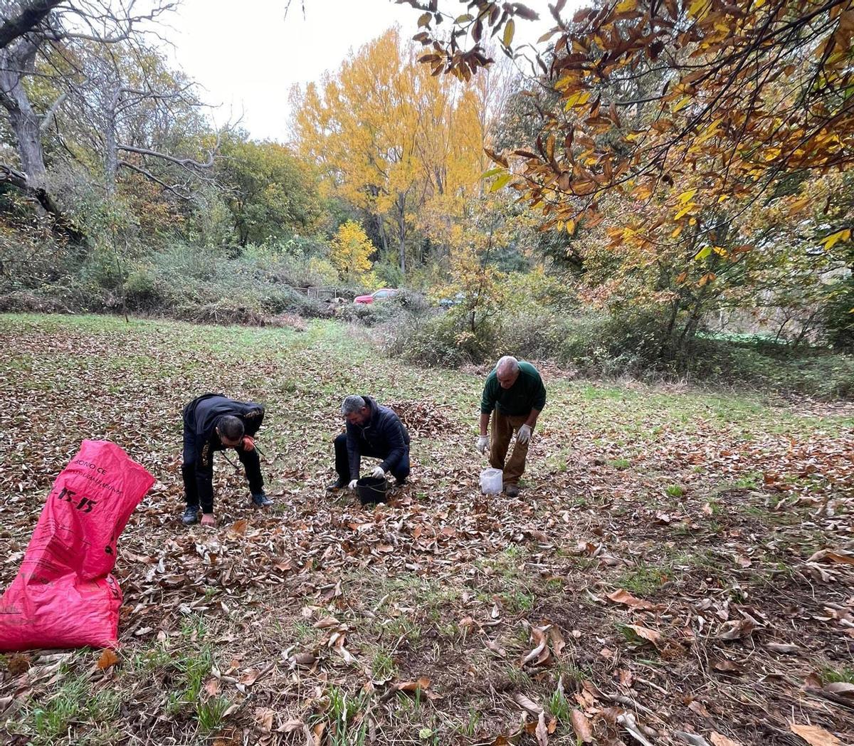 Recolección de castañas este fin de semana en Sejas de Aliste