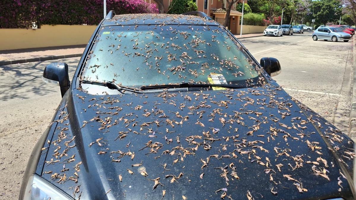 Y así te encuentras el coche tras dejarlo en una plaza con sombra de jacaranda