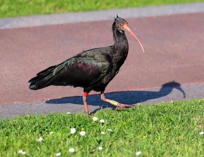 El ibis eremita Cañaílla, acomodado por segundo año en el Val Miñor