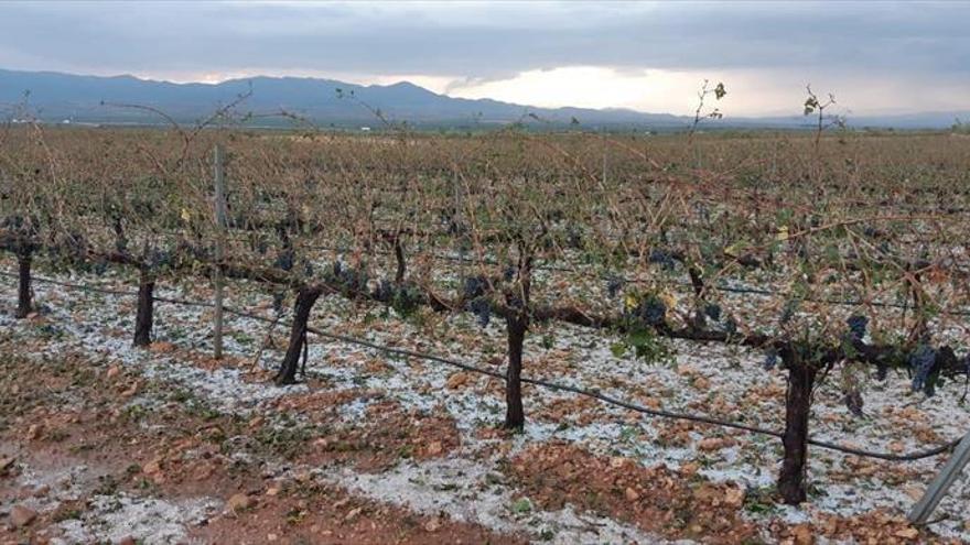 El granizo causa graves daños en los frutales y viñedos de Cariñena