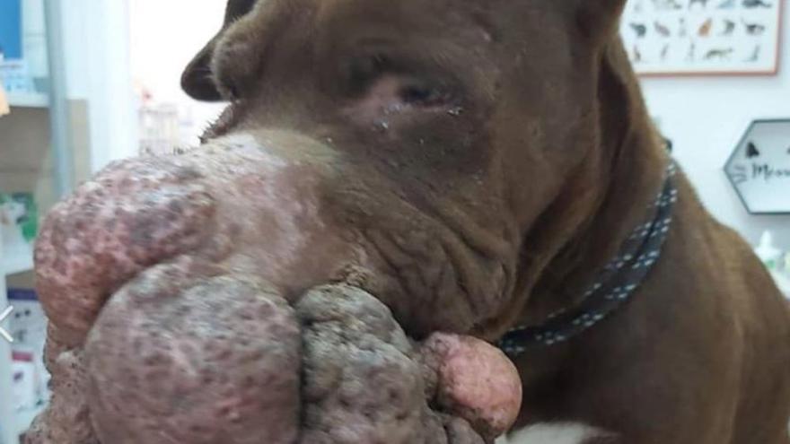 Abandonada una perra con un enorme tumor en el hocico en Telde