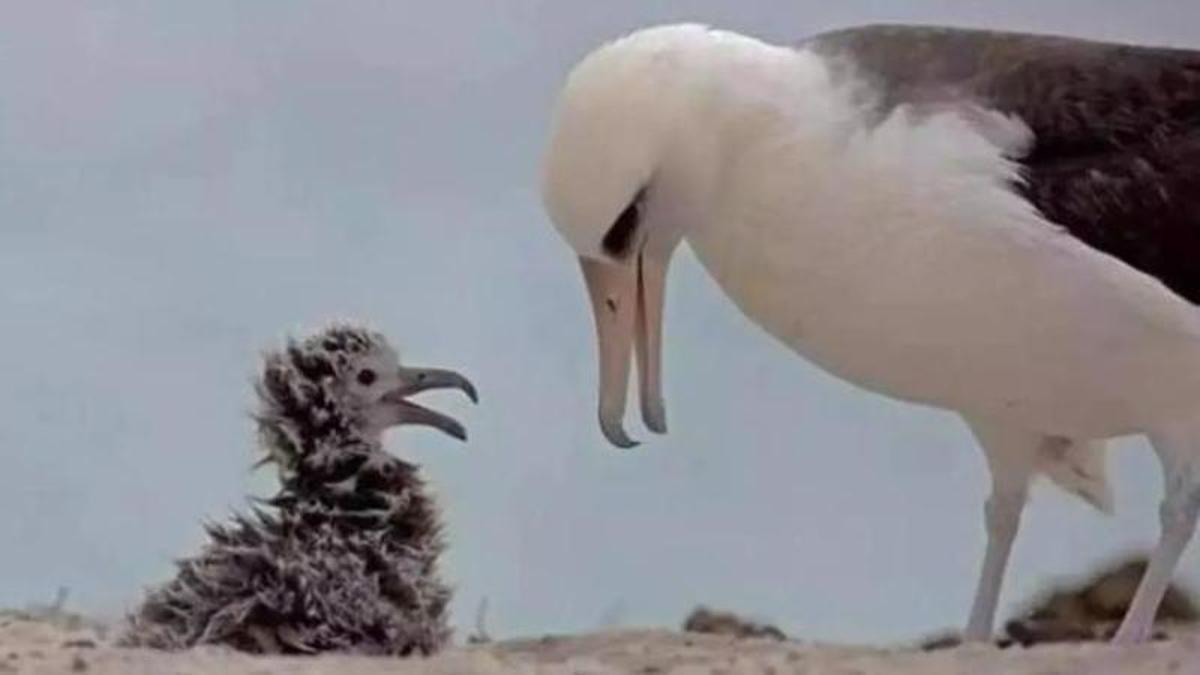 Wisdom, l'albatros que desafia el temps, alimentant la seva cria el mes de març passat
