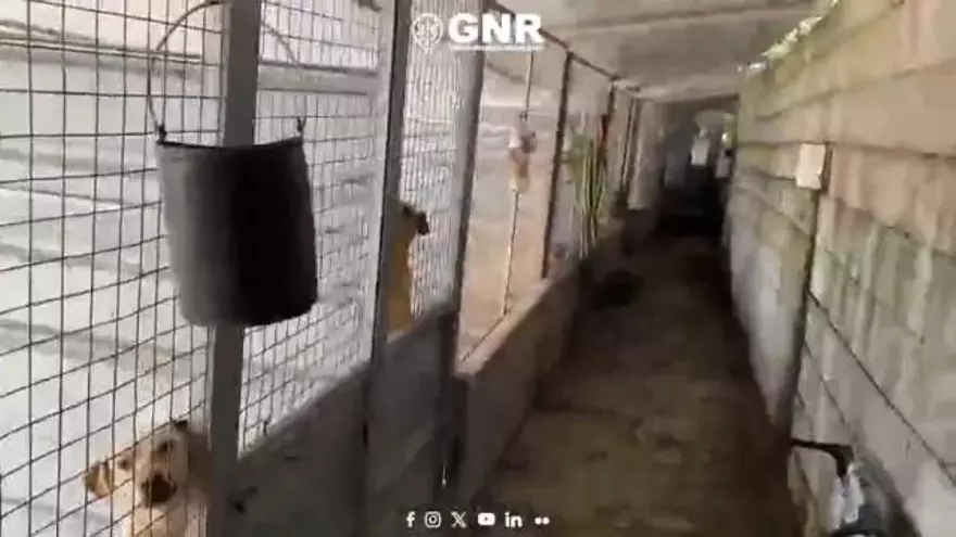 La GNR realizó 18 registros en domicilios y en clínicas veterinarias en esta operación contra la exportación ilegal de perros.