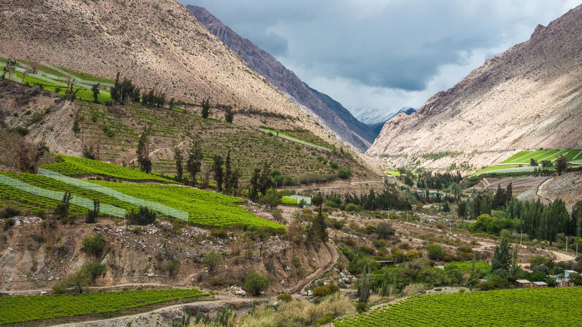 Viñedos Valle del Elqui, Yemen