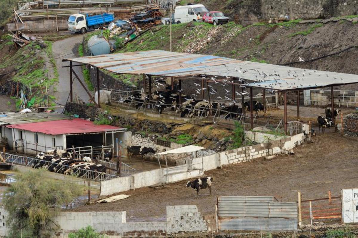 Rescatado de la granja de vacas a las tres de la mañana Rescatado de la granja de vacas a las tres de la mañana