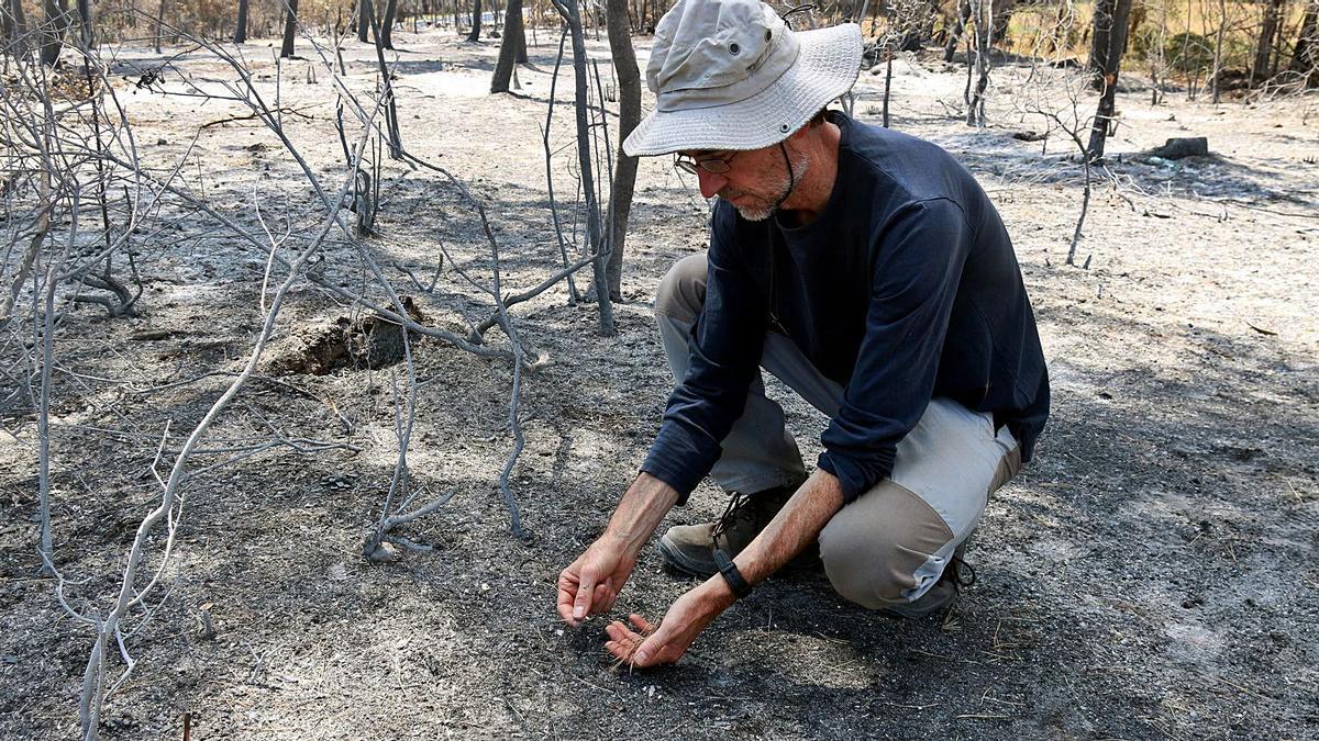 L’investigador de la UdG Pere Pons, a la zona cremada de l’incendi que va afectar els termes de Ventalló i Vilopriu. | XAVIER PI / ACN