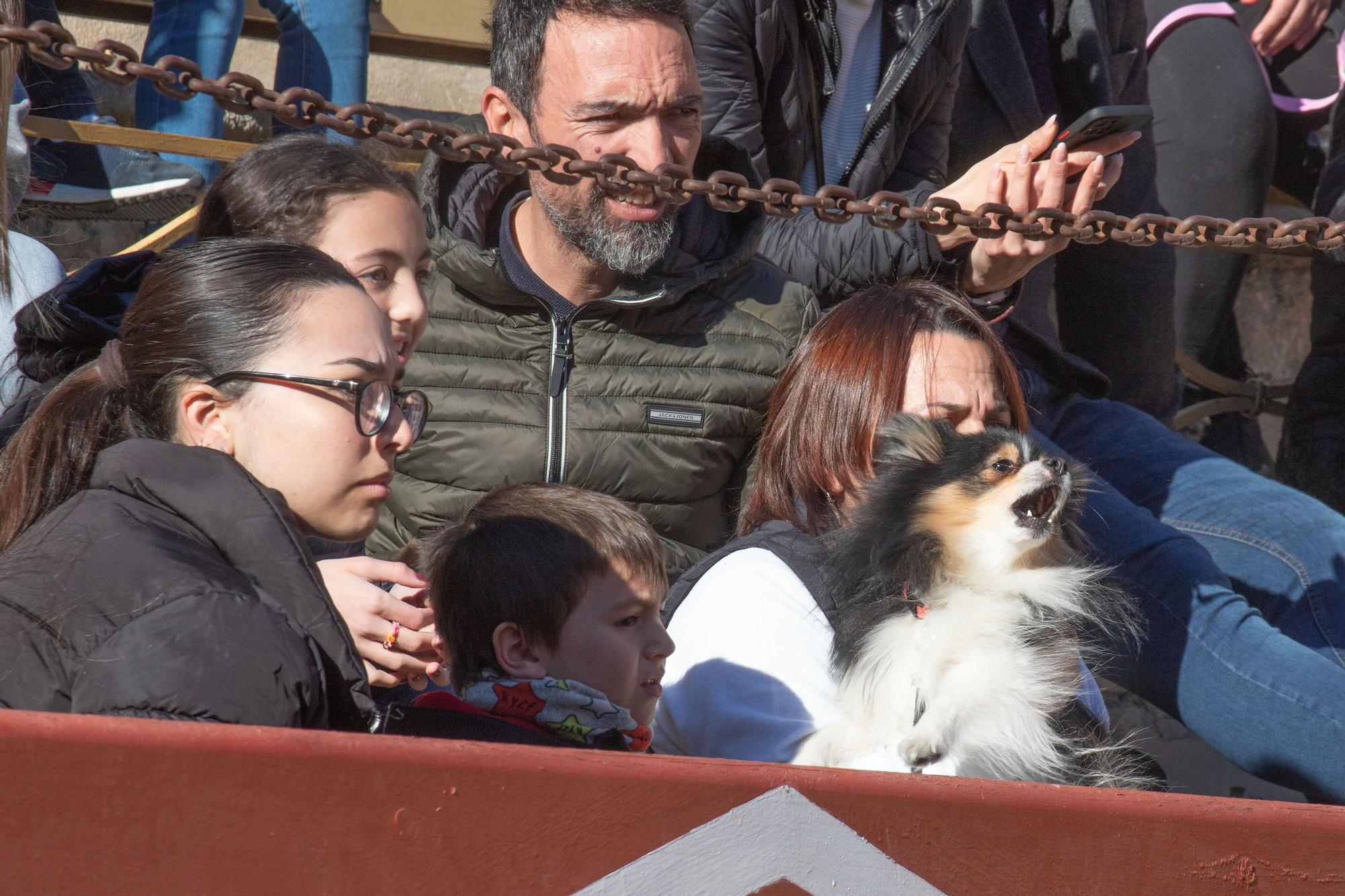 Concurso ecuestre y Bendición de animales por San Antón en Alicante