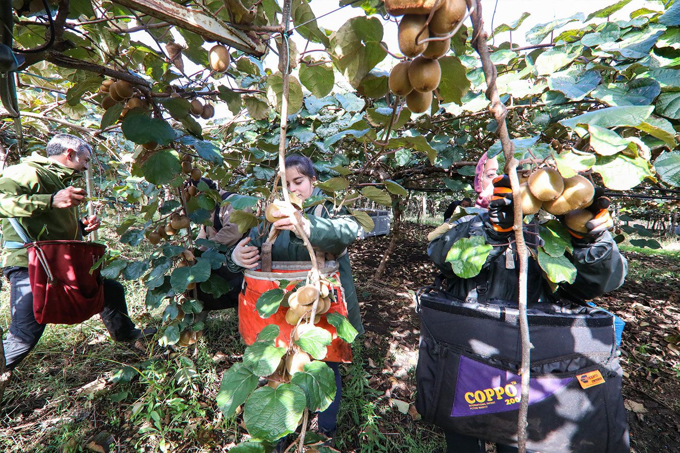 Recogida en una de las fincas de Kiwi Atlántico en Tomiño