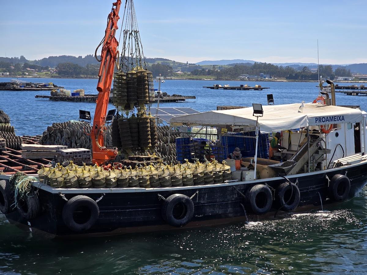 Batea de engorde de almeja en aguas de O Grove, perteneciente a Proameixa.