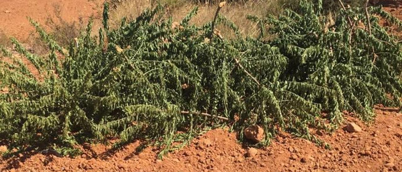 Destrozan más de 200 almendros en Vall d&#039;Alba durante el fin de semana