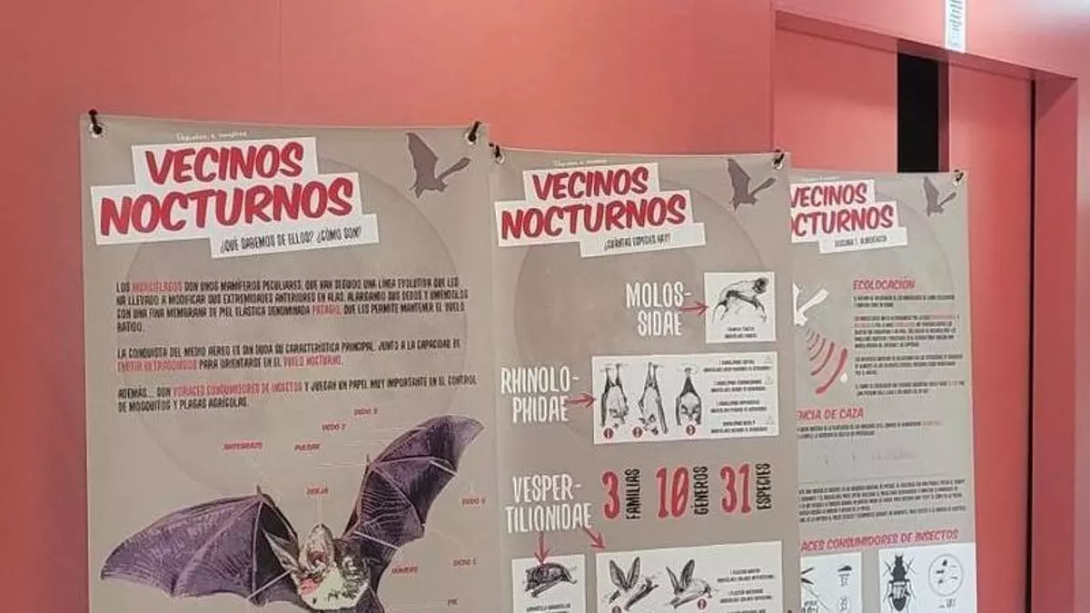 La tortuga boba y los murciélagos protagonizan 'La Mochila de actividades' de este puente de mayo