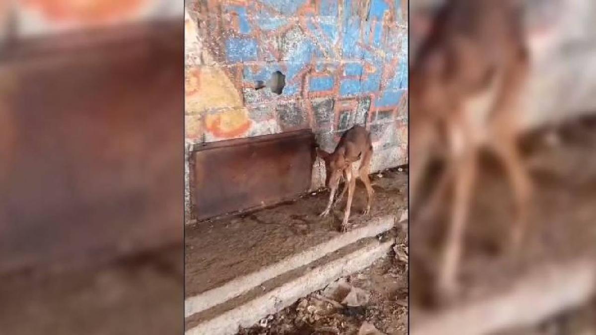 La podenca encontrada en muy mal estado en la granja.