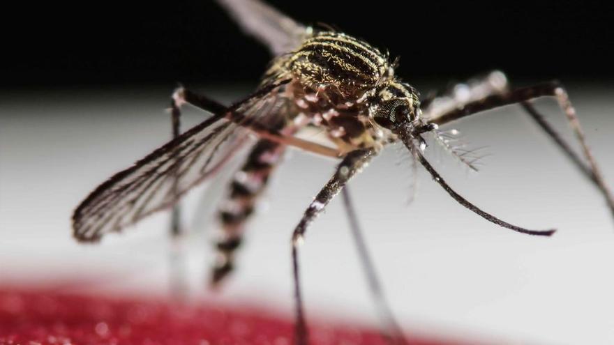 Confirman el virus chikungunya en tres islandeses que pasaron sus vacaciones en Alicante