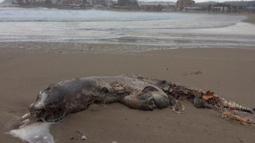 El delfín, en la orilla de la playa en Xàbia.