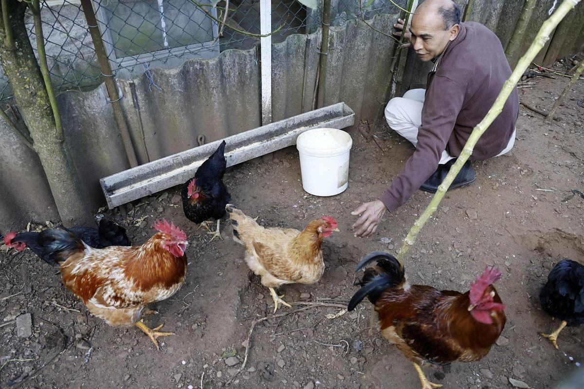 Félix Silverio, vecino del barrio de Sar, en Santiago, en su gallinero, tras el anuncio del levantamiento parcial del confinamiento de las gallinas.