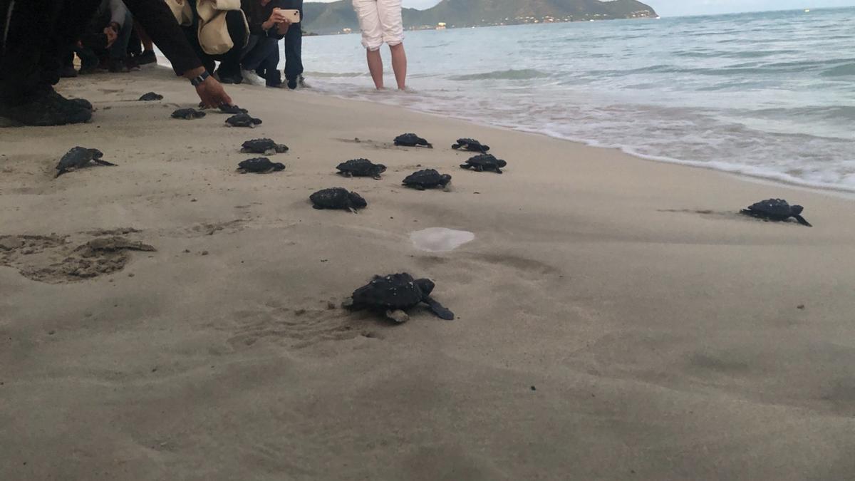 Foto de archivo| El retorno de 19 tortugas marinas nacidas en la playa 2023