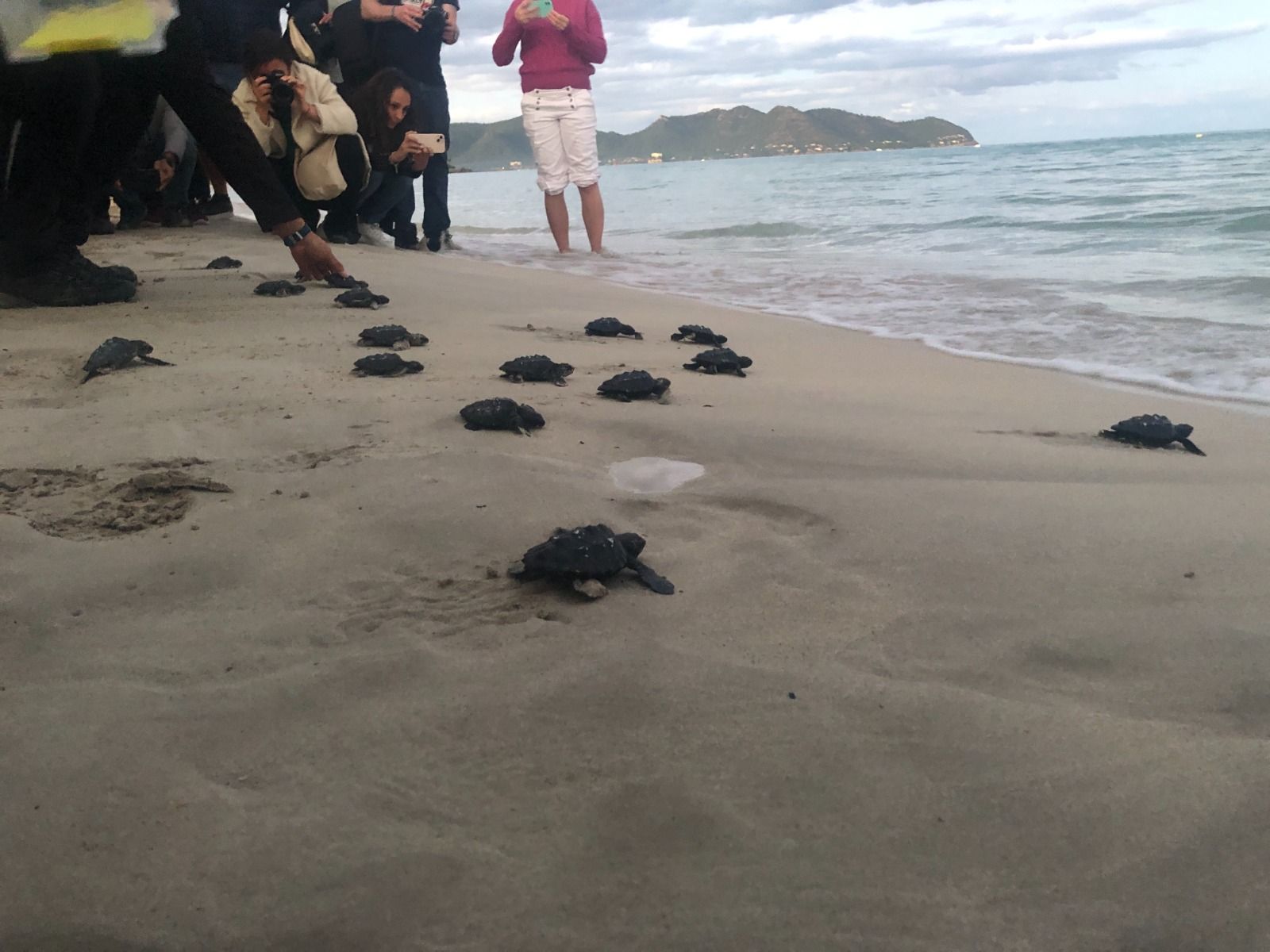 Cala Millor | El retorno de 19 tortugas marinas nacidas en la playa, en imágenes