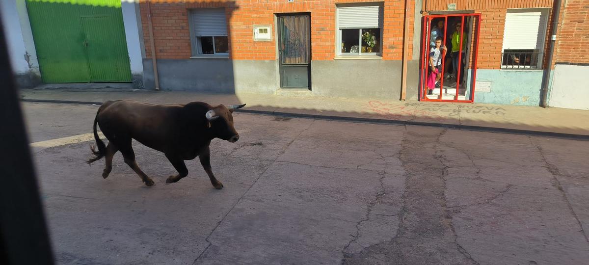 GALERÍA | Morales de Toro vive su primer encierro de las fiestas de San Roque 2024 GALERÍA | Morales de Toro vive su primer encierro de las fiestas de San Roque 2024