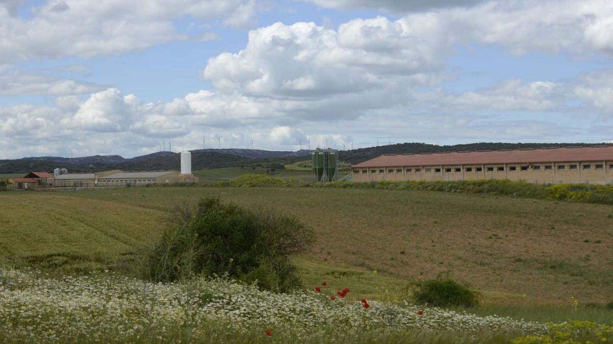 Las dos granjas porcinas de Selección Batallé a las que la Junta ha autorizado ambientalmente la ampliación de 2.496 a 4.080 plazas de recría.