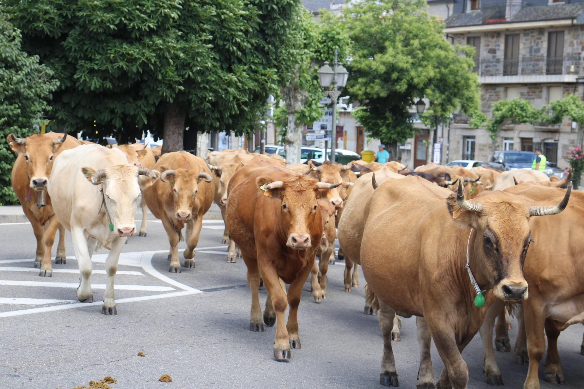 GALERÍA | Los ganados de la trashumancia pasan por Sanabria