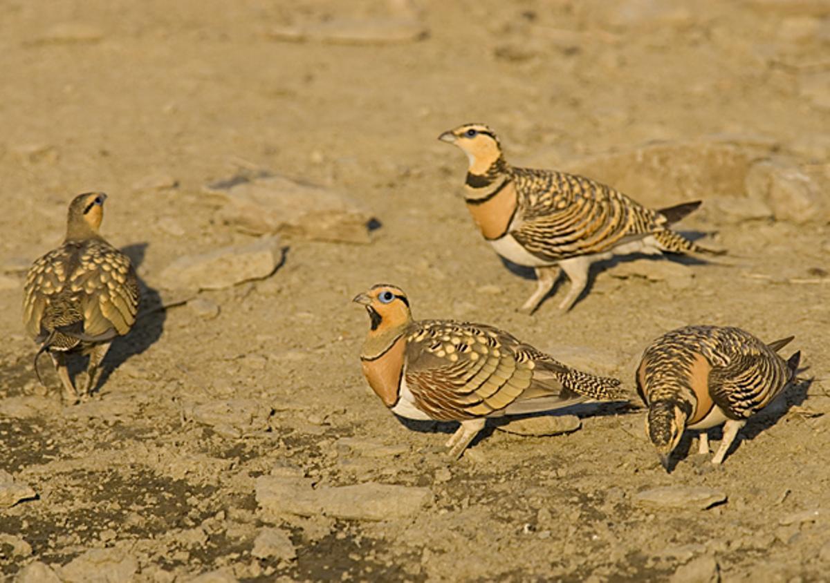 Exemplars de ganga eurasiàtica.