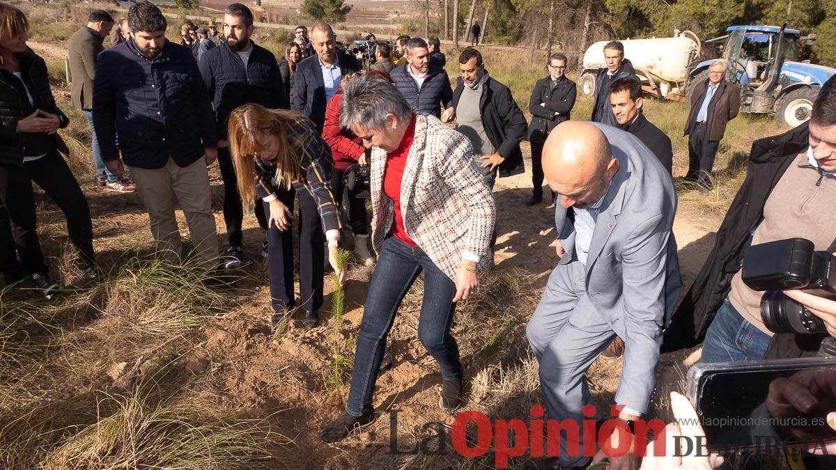 Bosque Disfrimur