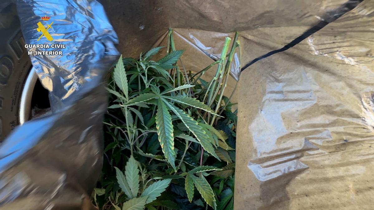 Desmantelan en Cieza un grupo delictivo juvenil que dirigía una nave industrial reconvertida a invernadero de marihuana.