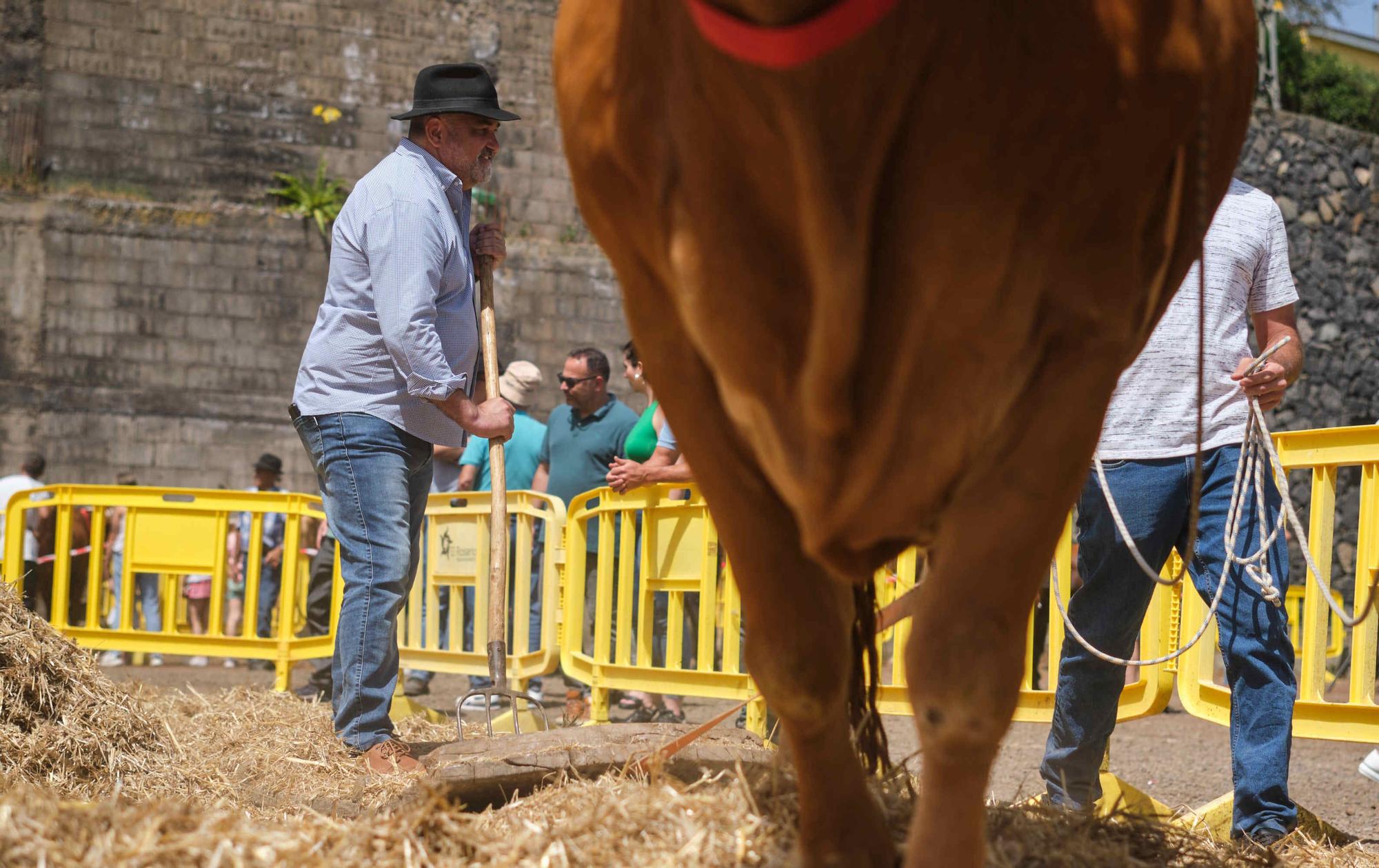 Feria de ganado en el Rosario