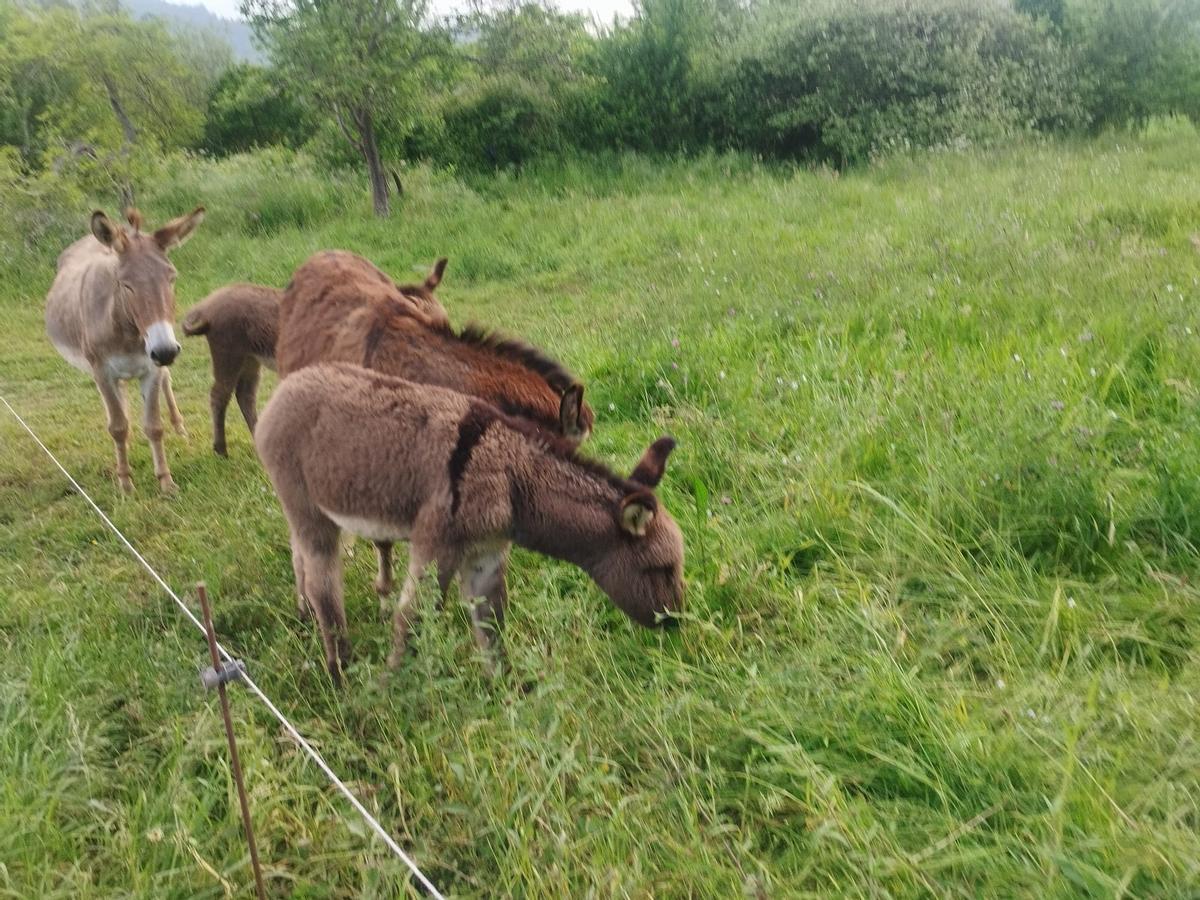 Así son los burritos y potros que fascinan a paseantes y peregrinos en la vega de Grado