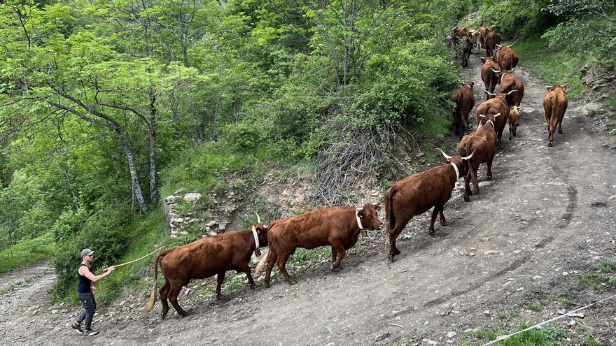 Un jove condueix un ramat de vaques cap a la muntanya de Llessui (Pallars Sobirà)