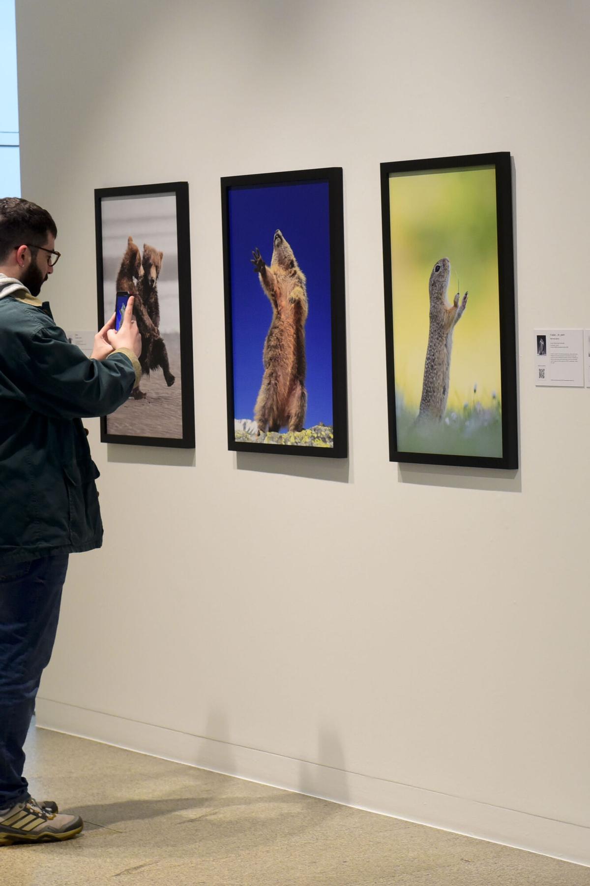AFUNDACION EXPO COMEDY WILDLIFE