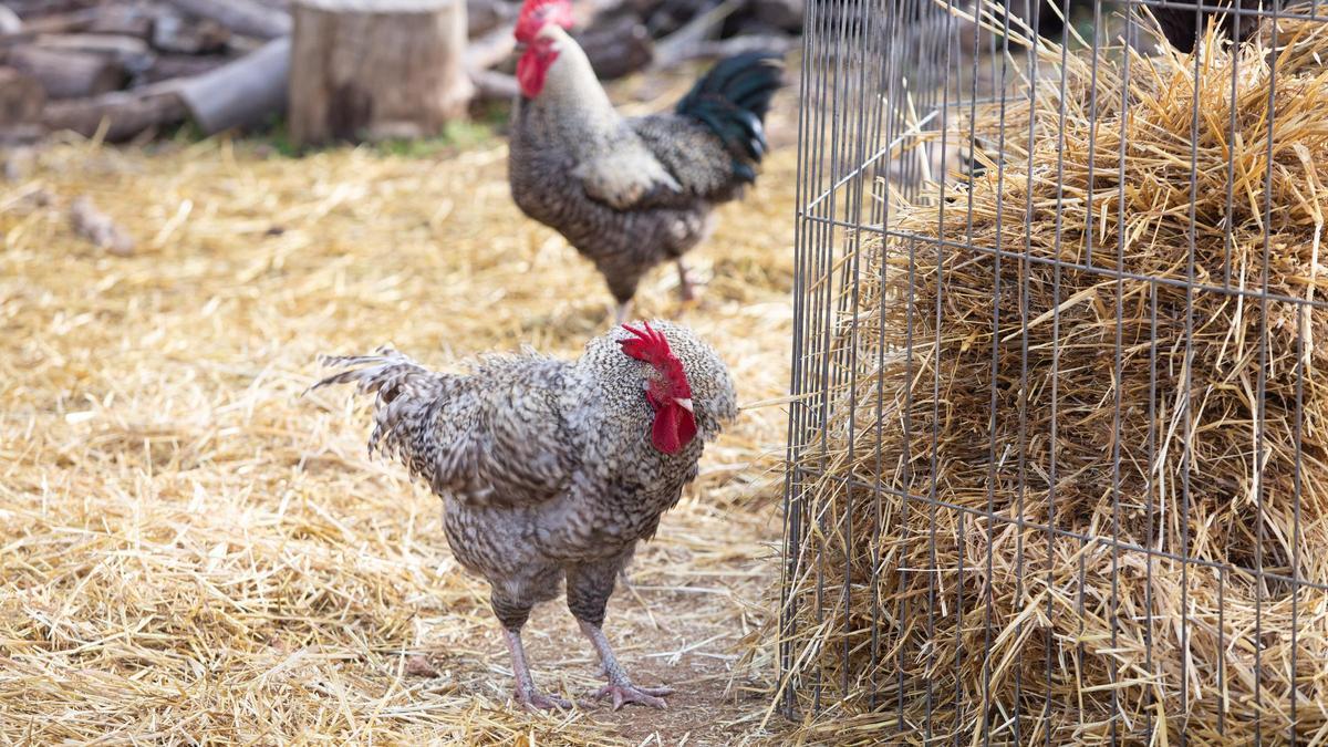 Dos gallos en una finca de Ibiza.