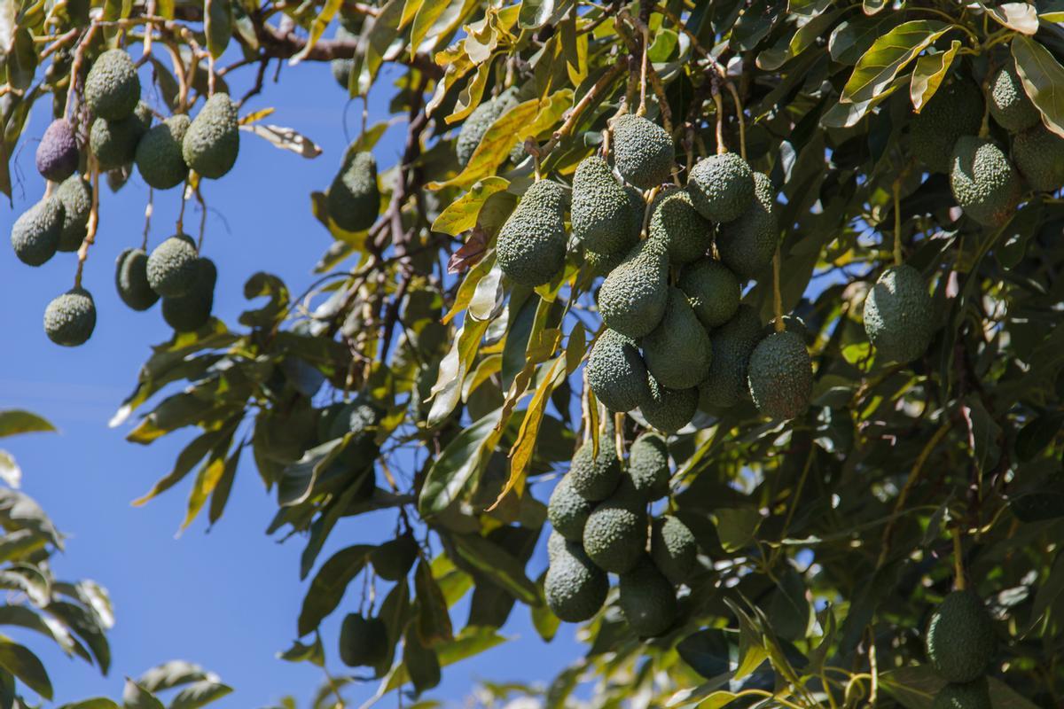 Un cultivo de aguacates en el Valle del Río de la Miel, en Andalucía