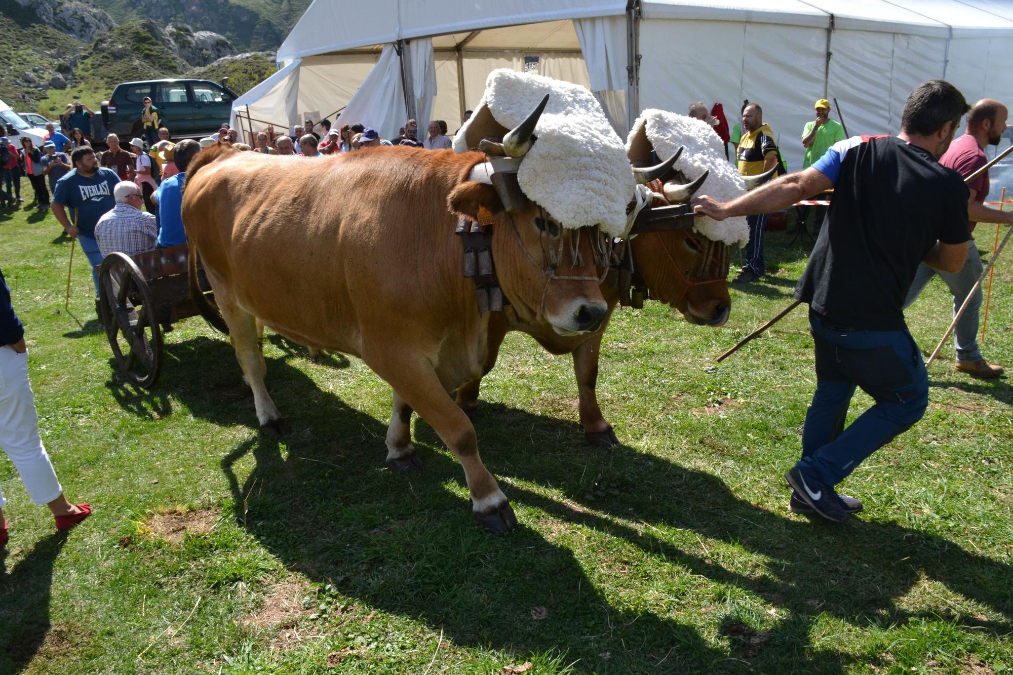 Romería de la trashumancia: así fue la XII edición del homenaje a los pastores en Saliencia (Somiedo)