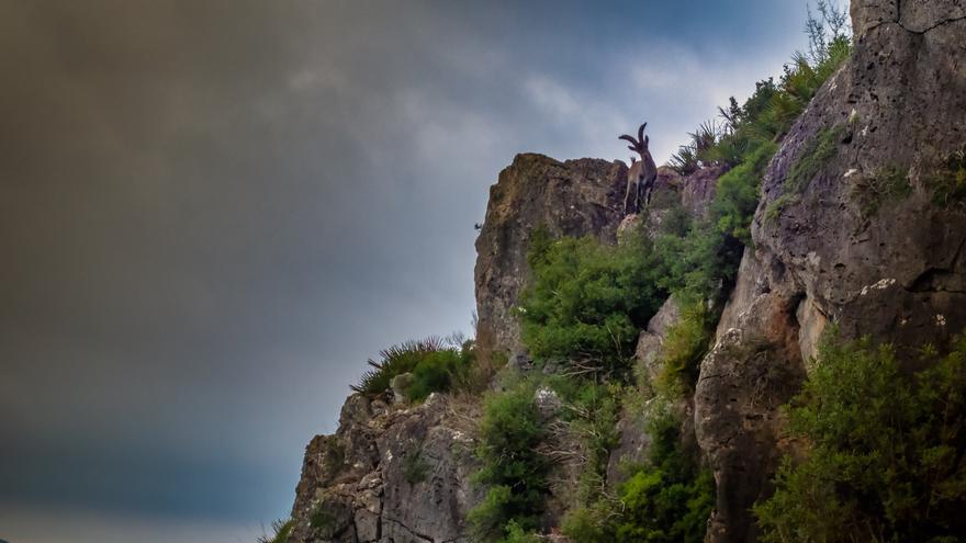 La cabra hispánica vuelve a verse en los montes de la Safor