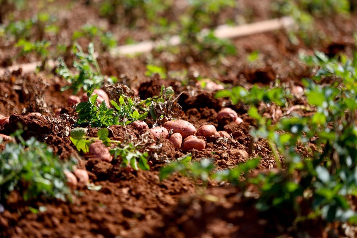 Galería: Los productores de Ibiza recogerán 2,7 millones de kilos de patata en 2025