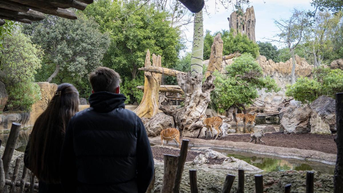 Visitantes observando a los animales en la selva ecuatorial en Bioparc